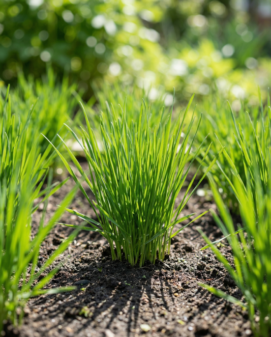Kissanruoho ohra (Hordeum vulgare) – yksivuotiset heinänsiemenet SeedsChoicelta