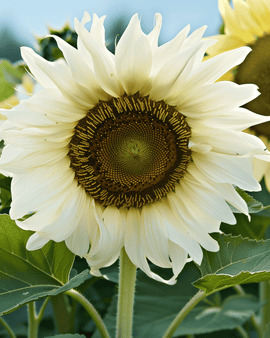 Auringonkukan siemenet White Moon F1 Helianthus Annuus yksivuotinen kukka