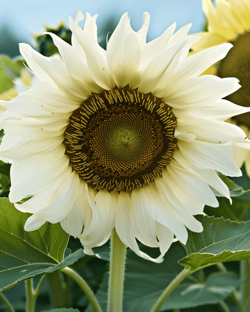 Auringonkukka White Moon F1 siemenet (Helianthus annuus) – yksivuotinen kukka
