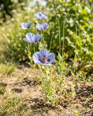 Unikko sininen 90 cm korkea – yksivuotiset kukkasiemenet, SeedsChoice