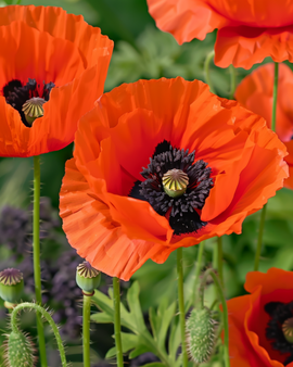 Oriental Poppy Seeds Papaver Orientale Perennial Mix