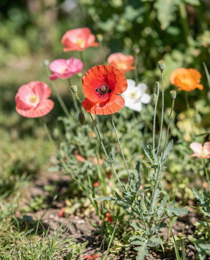 Unikko Single Flowered Mix siemenet – yksivuotinen kukka