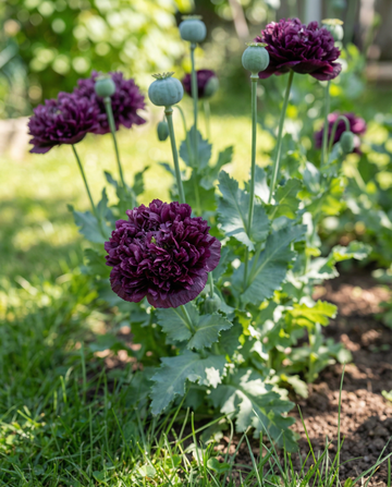 Poppy Black Paeony Dark Purple 80 Cm seeds – annual flower