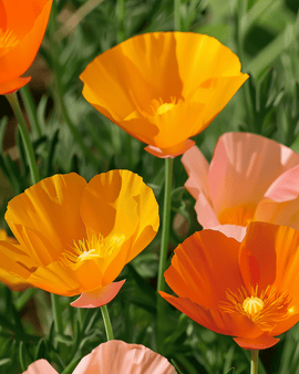 Unikkojen kukkasiemenet Eschscholzia californica, yksivuotiset, sekaväriset yksinkertaiskukkaiset lajikkeet