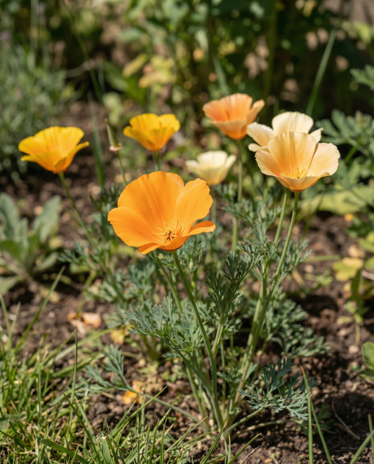 Unikko Mixed Single Flowered (Eschscholzia californica) – yksivuotisen kukan siemenet SeedsChoicelta