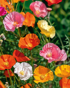 Eschscholzia Californica Seeds Annual Mixed Double Flowering Variety