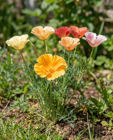 Mixed Double Flowering (Eschscholzia californica) – yksivuotiset kukkasiemenet | SeedsChoice