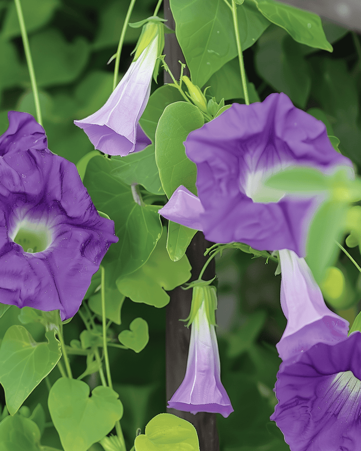 Violakiipijän siemenet (Asarina scandens) – yksivuotinen köynnös