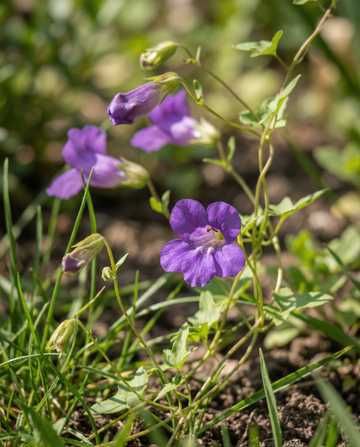 Violet Climber (Asarina scandens) – annual climber seeds from SeedsChoice