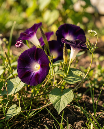 Knowlians Black Climber Dark Purple (Ipomoea purpurea) – yksivuotiset köynnössiemenet, SeedsChoice