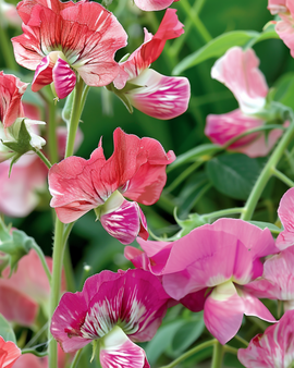 Hajuherne Unwin's Striped Lathyrus odoratus – yksivuotinen kiipeilijä