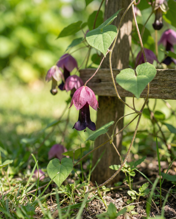 Violettikellokiipijä (Rhodochiton atrosanguineum) – monivuotiset kiipijänsiemenet SeedsChoice-verkkokaupasta