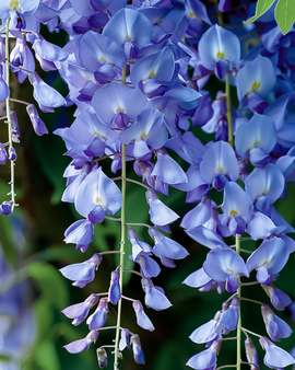 Wisteria Seeds Wisteria Sinensis Perennial Climber Blue Flowers