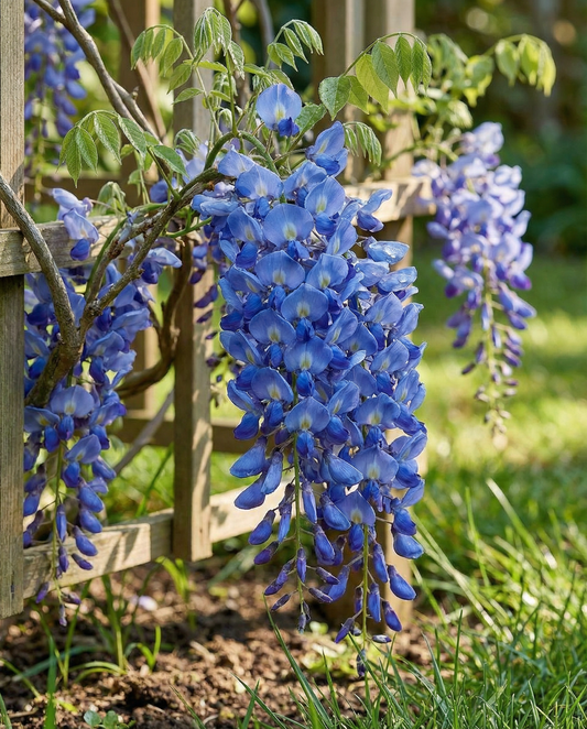 Climber Blue (Wisteria sinensis) – monivuotiset köynnöskasvien siemenet SeedsChoicelta