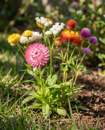 Everlasting Mix For Dried Bouquets 5g – yksivuotiset kukkasiemenet SeedsChoice'lta