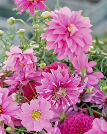 Kesäkukat Pretty Pink Mix -siemenet – yksivuotinen kukka