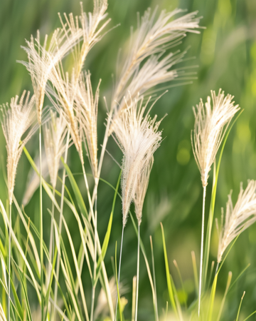 Meksikonheinän siemenet (Stipa tenuissima) – monivuotinen heinä
