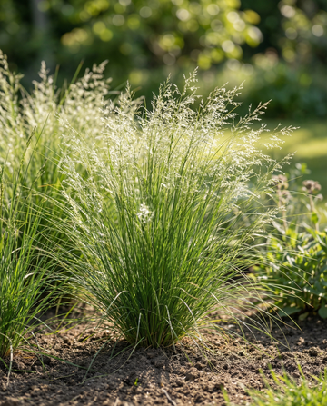 Meksikonheinä (Stipa tenuissima) – monivuotisen heinän siemenet, SeedsChoice