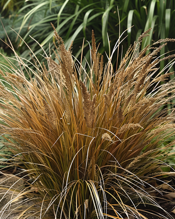 Leatherleaf Sedge Bronco Grass -siemenet (Carex comans) – monivuotinen heinäkasvi