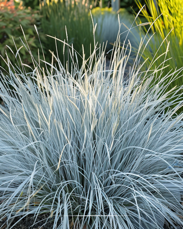 Blue Fescue Grass Festina -siemenet (Festuca glauca) – monivuotinen heinä