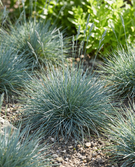 Blue Fescue Grass Festina (Festuca glauca) – monivuotiset heinäsiemenet SeedsChoice-verkkokaupasta