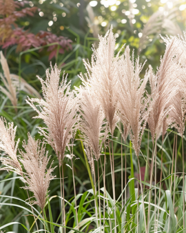 Kiinanhopeaheinän siemenet Miscanthus sinensis monivuotinen koristeheinä