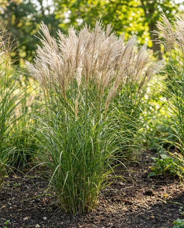 Chinese Silver Grass Ornamental (Miscanthus sinensis) – perennial grass seeds from SeedsChoice