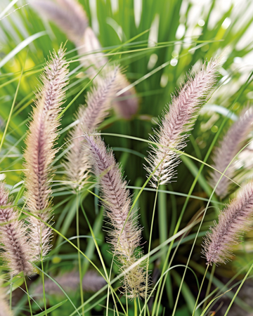 Sulkaheinän siemenet (Pennisetum alopecuroides) – monivuotinen koristeheinä