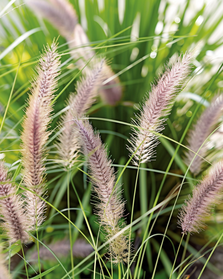 Sulkaheinän siemenet (Pennisetum alopecuroides) – monivuotinen koristeheinä