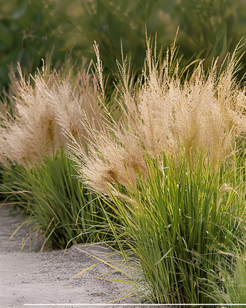 Preeriahirssiruohon siemenet (Sporobolus heterolepis) – monivuotinen ruoho