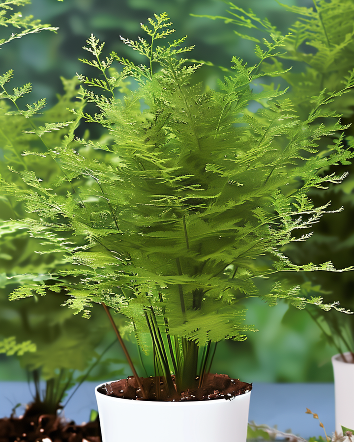 Lace Fern Indoor Houseplant -siemenet (Asparagus setaceus) – monivuotinen huonekasvi