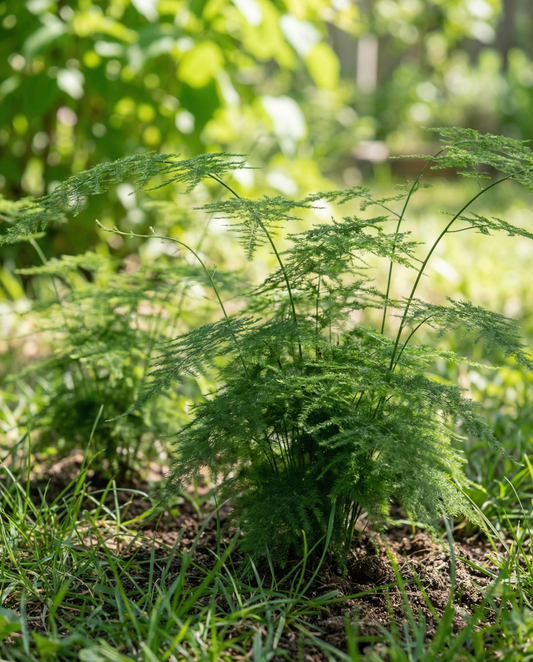 Lace Fern Indoor Houseplant (Asparagus setaceus) – monivuotisen huonekasvisiemenet SeedsChoice-verkkokaupasta