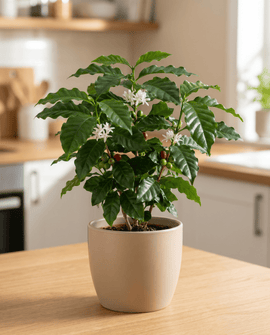 Arabian Coffee -siemenet Coffea arabica – monivuotinen sisälajike