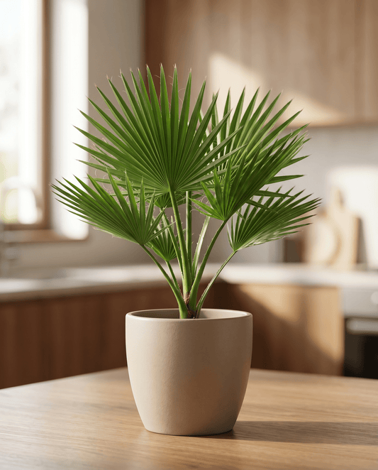 California Desert Fan Palm (Washingtonia filifera) – monivuotiset siemenet SeedsChoicelta