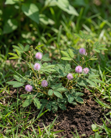 Sensitive Plant Indoor (Mimosa pudica) – monivuotiset huonekasvisiemenet SeedsChoice-verkkokaupasta