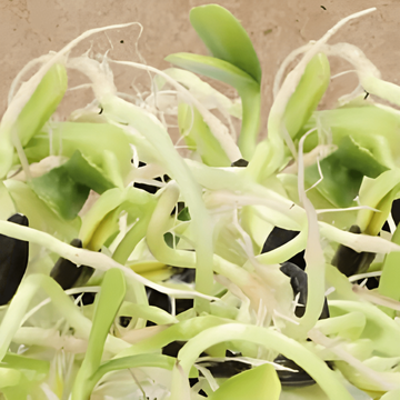 Auringonkukka Sprouting siemenet (Helianthus annuus) – luomu yksivuotiset itämissiemenet