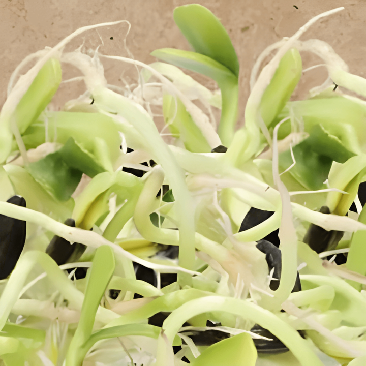 Auringonkukka Sprouting siemenet (Helianthus annuus) – luomu yksivuotiset itämissiemenet