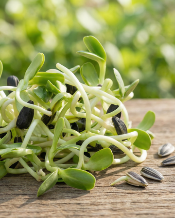 Auringonkukka Sprouting (Helianthus annuus) – luomulaatuiset yksivuotiset itämissiemenet, SeedsChoice
