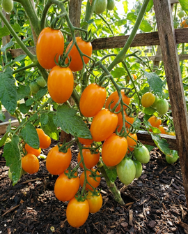 Kirsikkatomaatti Dolly F1 -siemenet Solanum lycopersicum – yksivuotinen