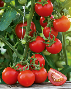 Kirsikkatomaatti Gardener's Delight -siemenet Solanum lycopersicum – yksivuotinen