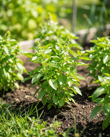 Sitruunabasilikka Microgreens (Ocimum basilicum) – yksivuotiset mikrovihersiemenet SeedsChoicelta