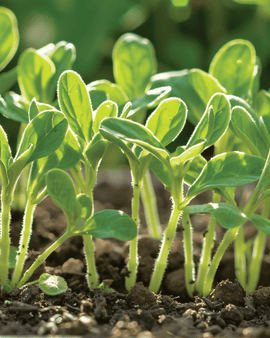 Boraasin siemenet Borago officinalis mikroversot yksivuotinen yrtti