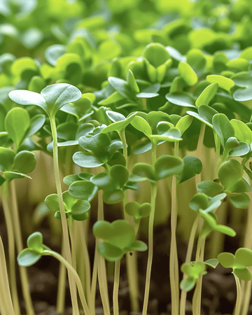 Vesikresi microgreens -siemenet (Lepidium sativum) – yksivuotiset microgreens