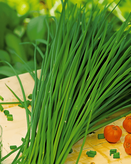Kiinanlaukkasiemenet – Allium tuberosum – monivuotinen yrtti