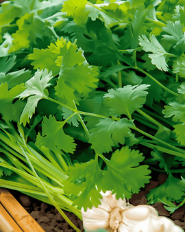 Korianterisiemenet Coriandrum sativum yksivuotinen yrtti Cilantro