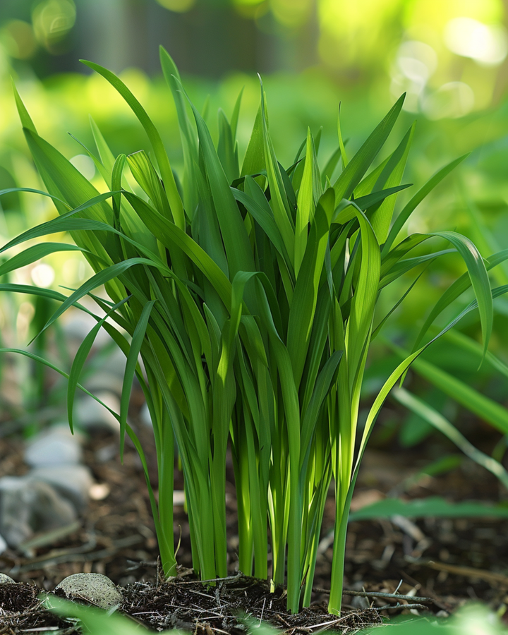 Kissanheinän siemenet (Hordeum vulgare) – yksivuotinen heinäkasvi