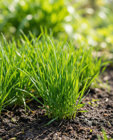 Kissanruoho (Hordeum vulgare) – yksivuotiset heinänsiemenet SeedsChoicelta