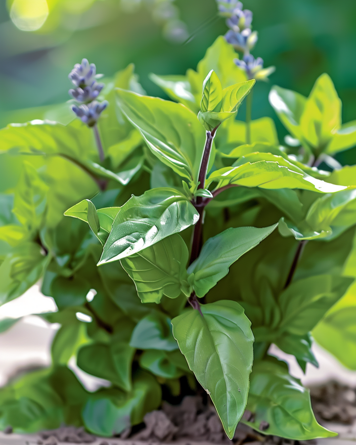 Kanelimausteen aromaattisen lehden siemenet (Ocimum basilicum) – yksivuotinen yrtti