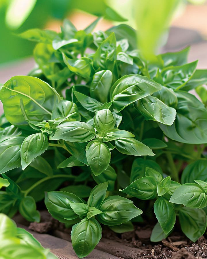 Basil Bascuro Greek -siemenet (Ocimum basilicum) – yksivuotinen