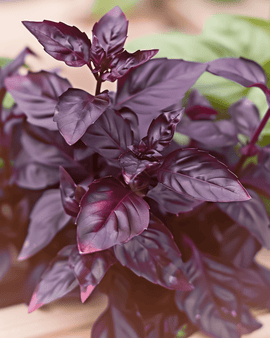 Basilika Dark Opal -siemenet Ocimum basilicum yksivuotinen yrtti Purple Leaf